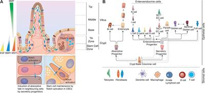 The Intestinal Epithelium – Fluid Fate and Rigid Structure From Crypt Bottom to Villus Tip